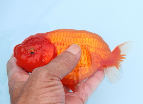 131