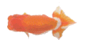 肫́EEイE`B