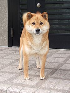 O