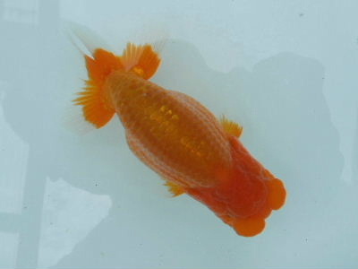 2012.2
