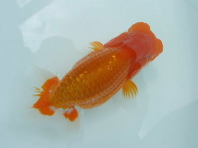 2012.3